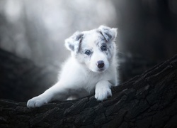 Szczeniak, Border collie, Drzewo, Kora, Rozmyte, Tło