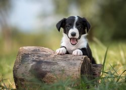 Szczeniak, Border collie, Pyszczek, Pieniek, Trawa