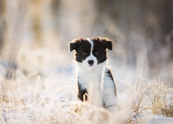 Border collie, Szczeniak, Trawa