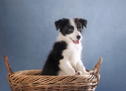 Szczeniak border collie w koszyku