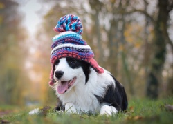 Łąka, Border collie, Szczeniak, Czapeczka