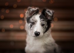 Pies, Szczeniak, Border collie, Mordka, Klapnięte, Uszy