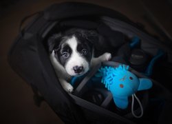 Szczeniak border collie z zabawką w torbie