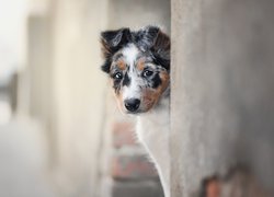 Szczeniak, Border collie, Mordka, Ściana