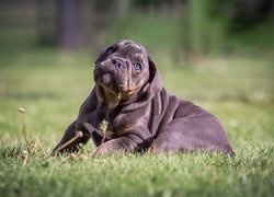 Szczeniak buldoga angielskiego leżący na trawie