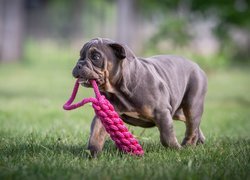 Szczeniak buldoga angielskiego z zabawką