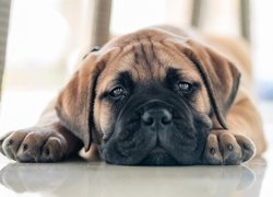 Szczeniak bulmastiff w zbliżeniu