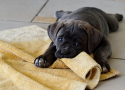 Szczeniak, Cane Corso, Kocyk