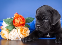 Szczeniak, Cane Corso, Kwiaty