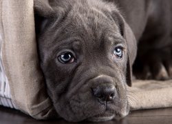 Szczeniak cane corso w legowisku