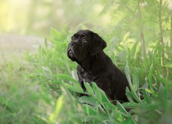 Pies, Szczeniak, Czarny, Cane corso, Trawa