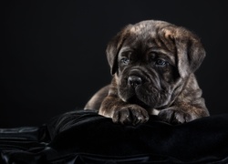 Szczeniak cane corso