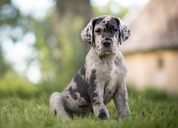 Pies, Szczeniak, Catahoula leopard dog, Łatki, Trawa