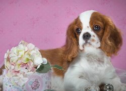 Szczeniak Cavalier king charles spaniel obok hortensji