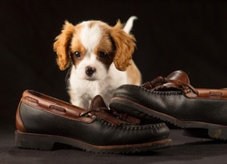 Szczeniak, Cavalier king charles spaniel, Buty