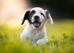 Szczeniak, Cocker spaniel angielski, Rozmyte, Tło