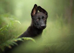 Pies, Szczeniak, Czarny owczarek niemiecki, Liście, Paproć