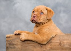 Szczeniak dog de Bordeaux