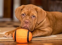 Dog de Bordeaux