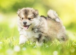 Szczeniak,  Fiński lapphund, Trawa