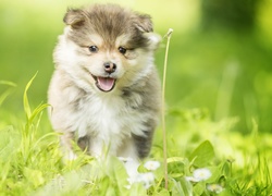 Szczeniak, Fiński lapphund, Trawa