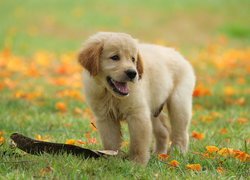 Pies, Szczeniak, Golden retriever, Łąka, Liście