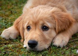 Szczeniak golden retriever na trawie