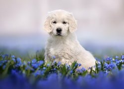 Pies, Szczeniak, Golden retriever, Niebieskie, Kwiaty