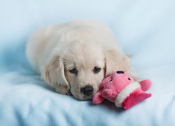 Biały, Pies, Szczeniak, Golden retriever, Maskotka