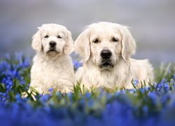 Szczeniak golden retriever z matką wśród niebieskich kwiatów