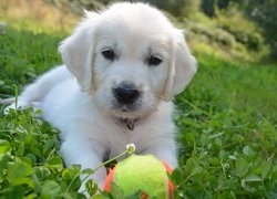 Szczeniak golden retriever z piłką