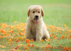 Szczeniak, Golden retriever, Jęzor, Łąka, Liście