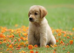 Szczeniak, Golden retriever, Łąka, Liście