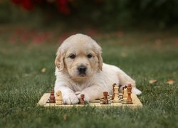 Pies, Golden retriever, Szczeniak, Szachy