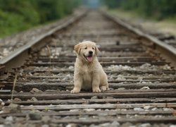 Szczeniak golden retrievera na torach