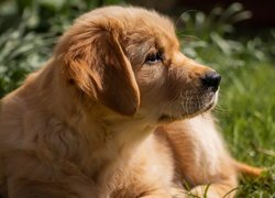 Szczeniak golden retrievera w trawie