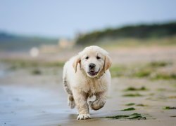 Szczeniak, Golden retriever, Plaża, Woda