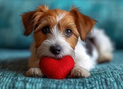 Pies, Szczeniak, Jack Russell terrier, Serce