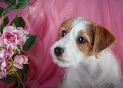 Szczeniak, Jack Russell terrier, Kwiaty