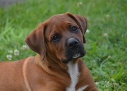 Pies, Szczeniak,  Rhodesian ridgeback