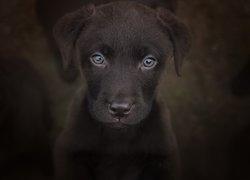 Pies, Szczeniak, Labrador retriever, Zbliżenie, Ciemne tło