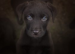 Szczeniak labradora retriever