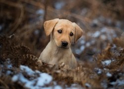 Szczeniak, Labrador retriever, Suche, Liście, Paproć, Śnieg