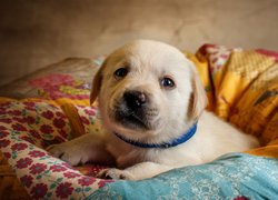 Szczeniak labradora retrievera na poduszce