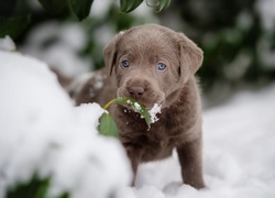 Szczeniak, Labrador retriever, Śnieg, Listki