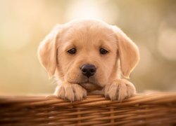 Szczeniak, Labrador retriever, Koszyk