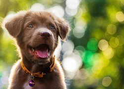 Pies, Labrador retriever, Szczeniak, Obroża, Bokeh