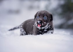 Szczeniak labradora retrievera w śniegu