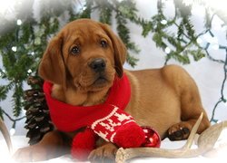 Pies, Szczeniak, Labrador retriever, Szalik