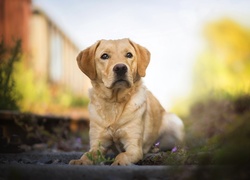 Pies, Szczeniak, Labrador retriever, Rozmyte, Tło